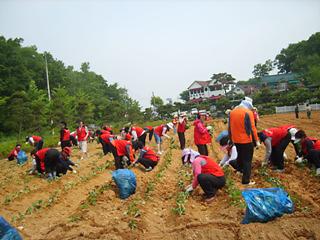 농촌봉사활동(61)-1.JPG 이미지