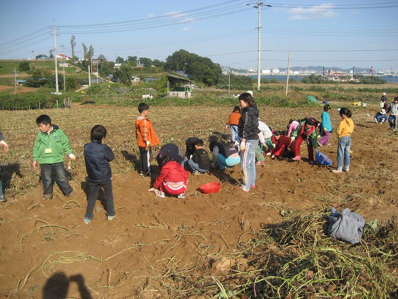 고구마캐기1.JPG 이미지