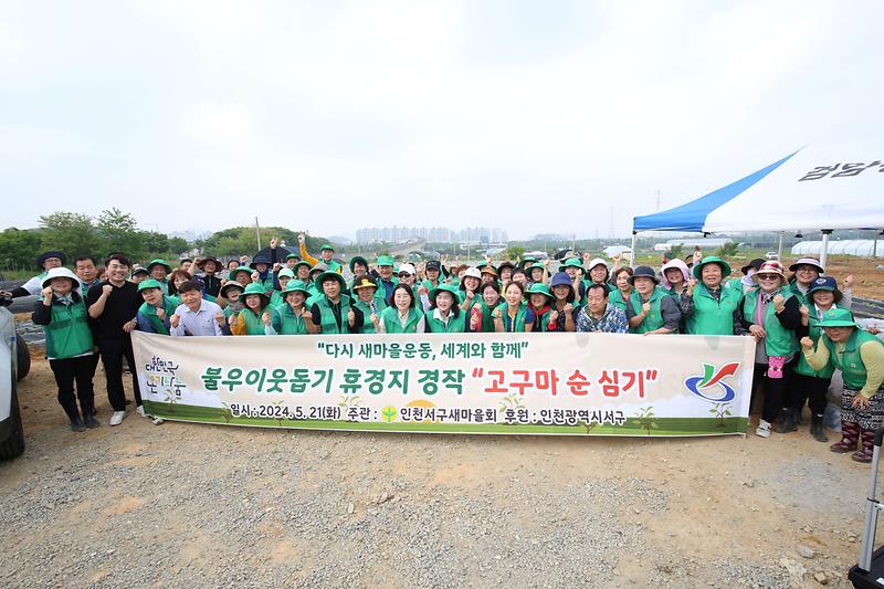 2024.05.21._서구새마을회_휴경지경작_고구마순_심기_(31).jpg 이미지