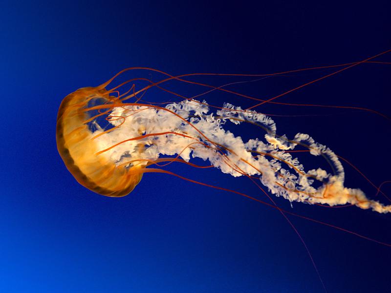 Jellyfish.jpg 이미지