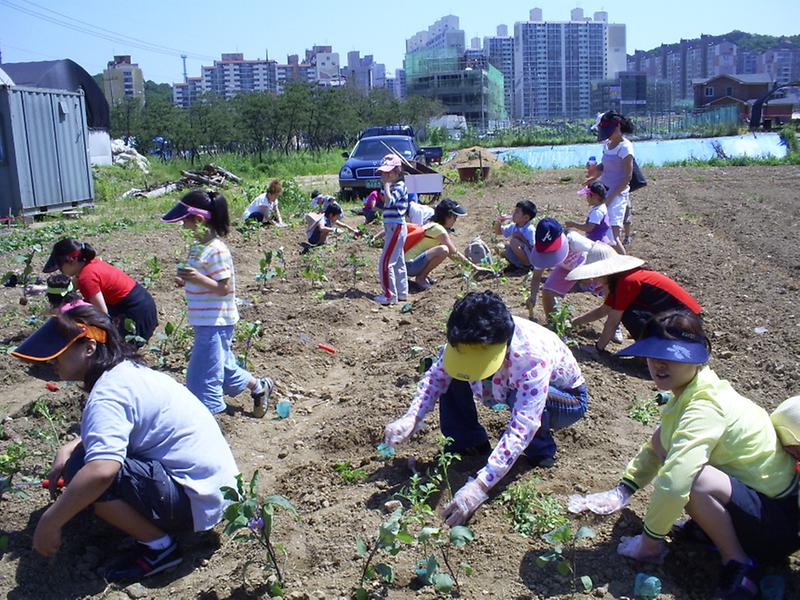 남새밭 가꾸기(6)-모종심기 사진