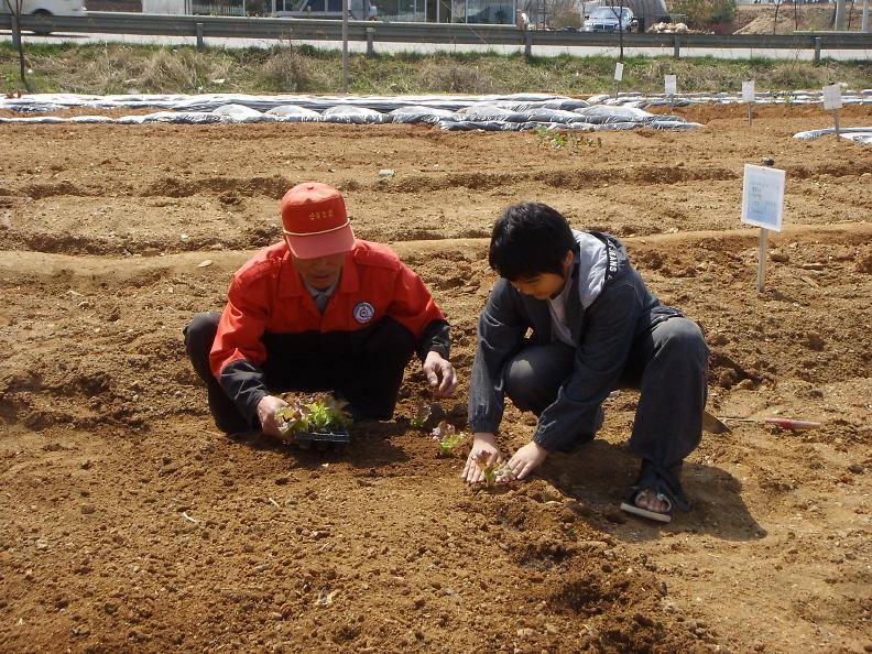 웰빙농장 ''남새밭''가꾸기(4.22) 사진