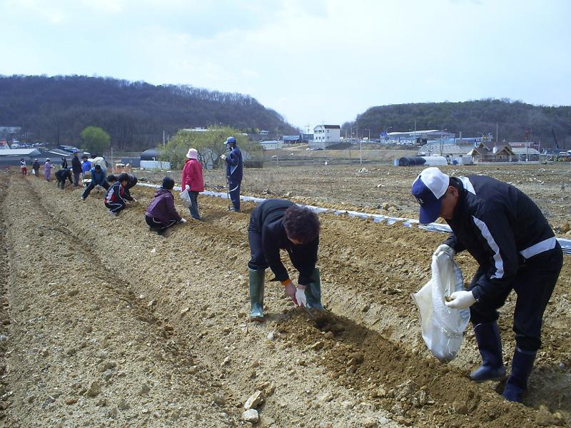 남새밭 모종심기 실시(1) 사진