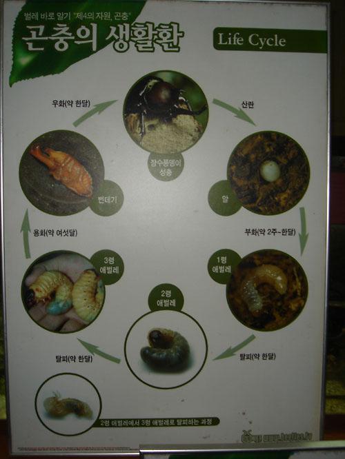 청소년 현장체험(곤충박물관에서) 사진