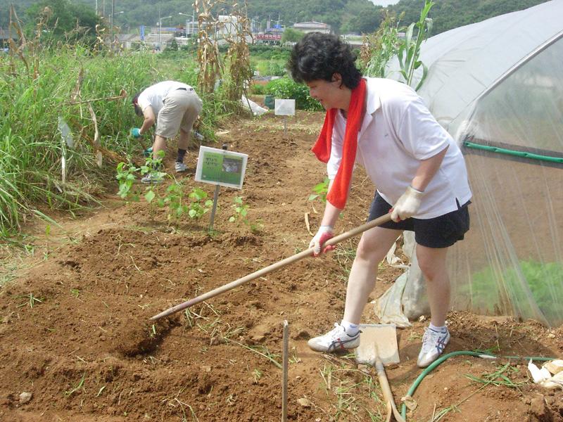 웰빙농장 ''남새밭'' 배추모종 실시(밭갈이) 사진