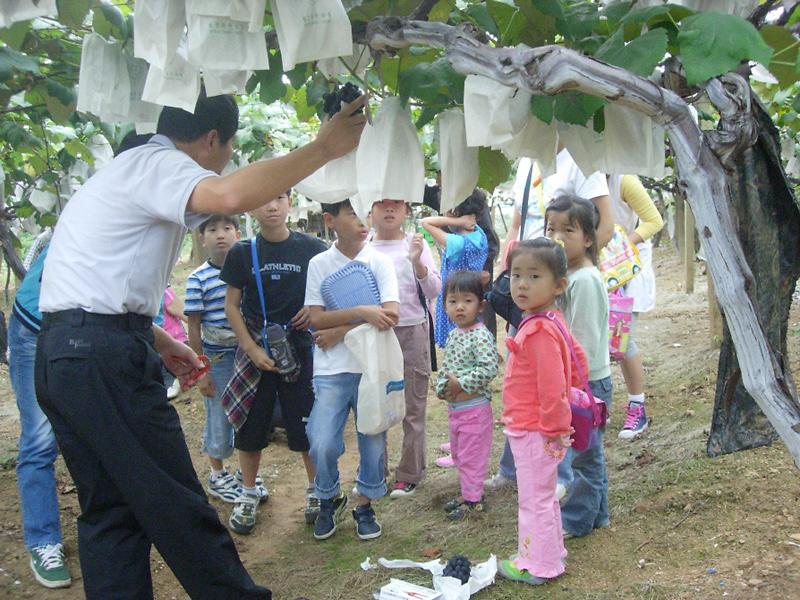 생태환경지킴이 체험학습(포도농장) 사진