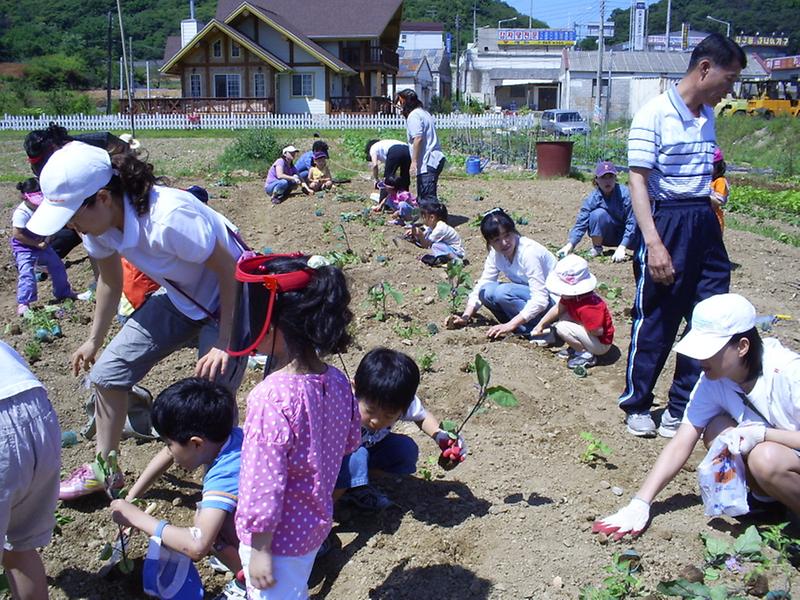 남새밭 가꾸기(3)-모종심기 사진