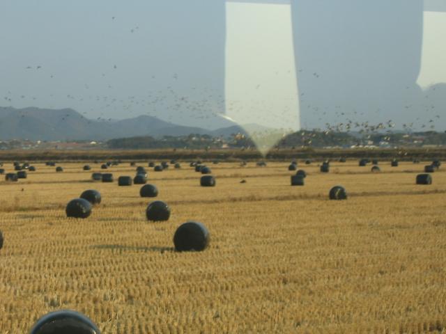 서산 간척지 뜸부기쌀이 나오는 간척지입니다 사진