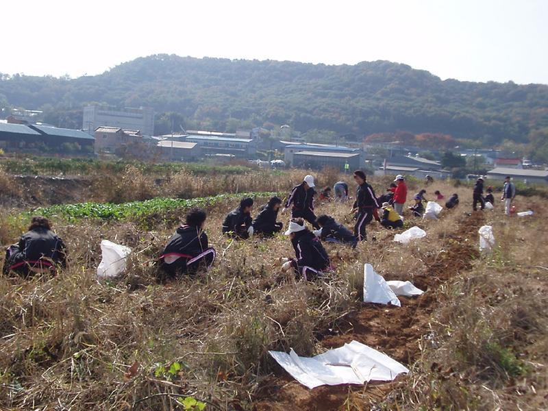 남새밭 고구마 수확 사진