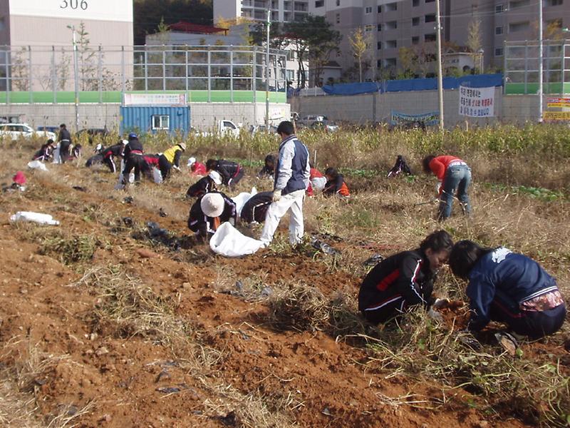 남새밭 고구마 수확(2007.10.29월) 사진