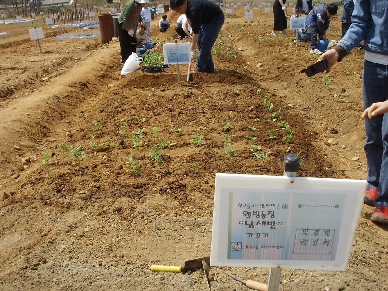 웰빙농장 ''남새밭''가꾸기(4.22) 사진