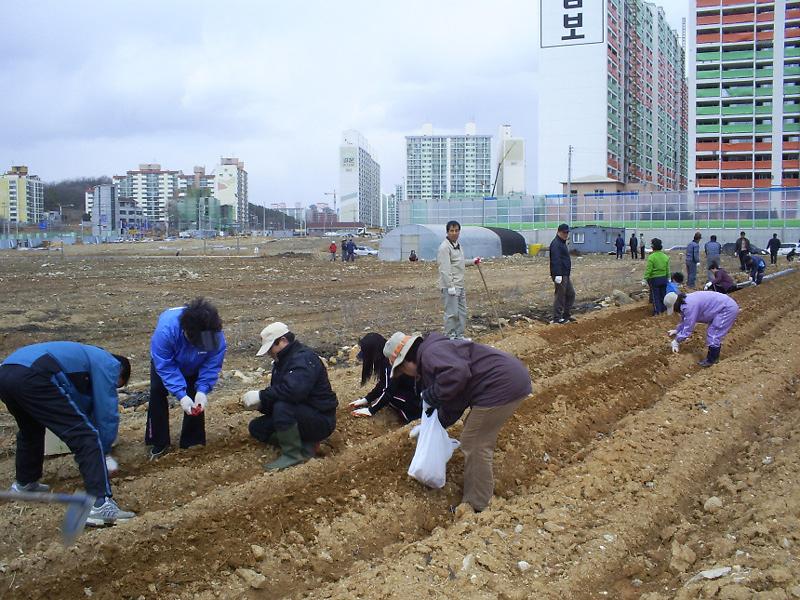 남새밭 모종심기(2) 사진