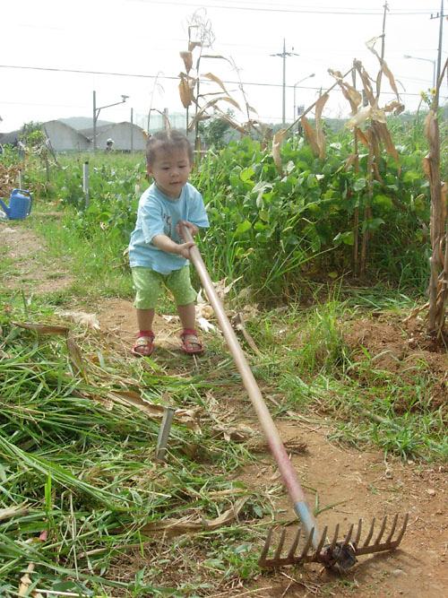 웰빙농장 ''남새밭'' 배추모종 실시(밭갈이) 사진