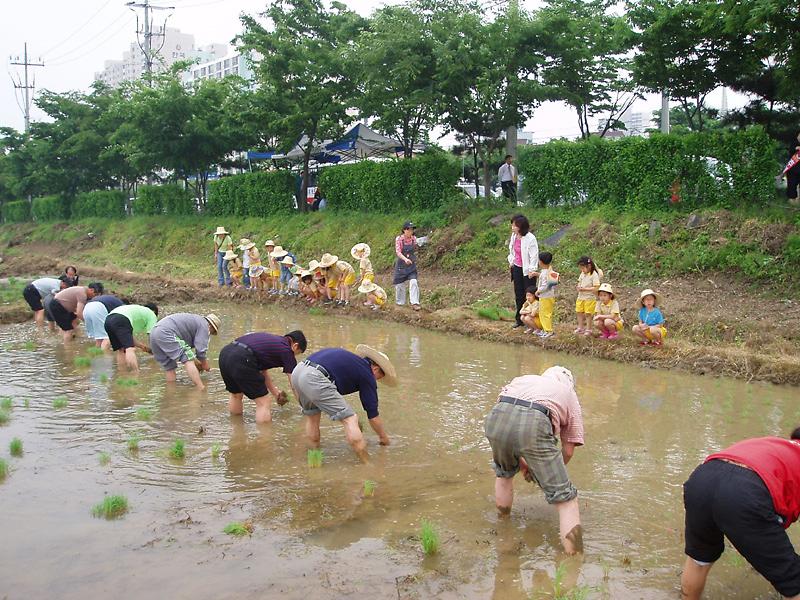 휴경지 모내기 행사 사진