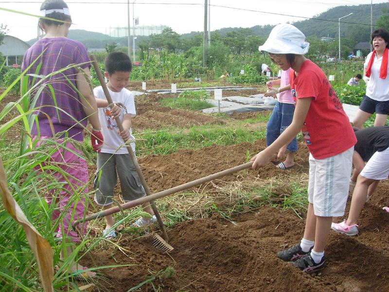 웰빙농장 ''남새밭'' 배추모종 실시(밭갈이) 사진