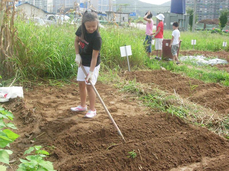 웰빙농장 ''남새밭'' 배추모종 실시(밭갈이) 사진