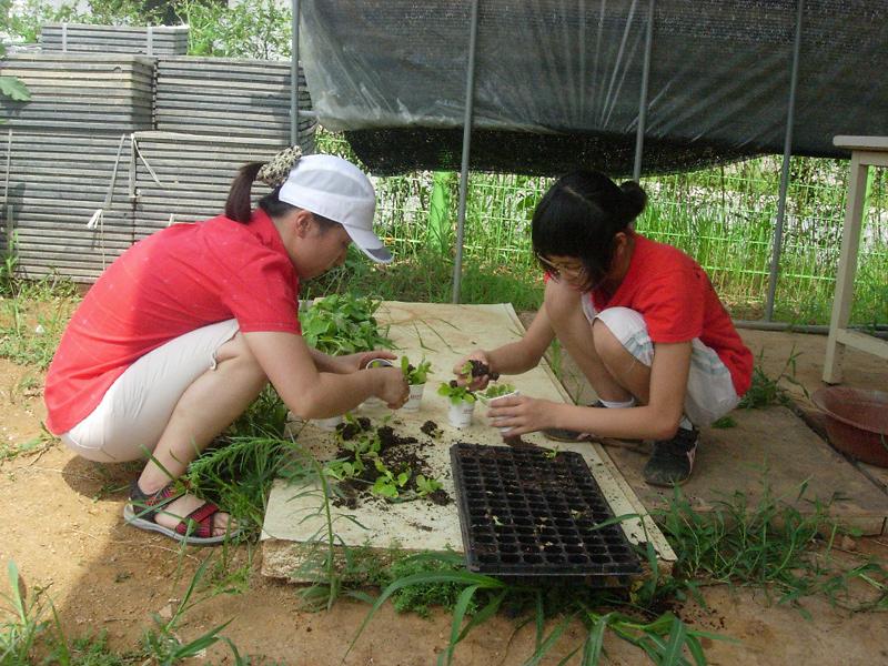 웰빙농장 ''남새밭'' 배추모종 실시(모종나누기) 사진