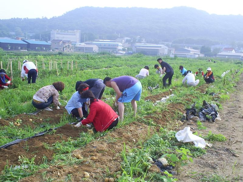남새밭 감자수확(1) 사진