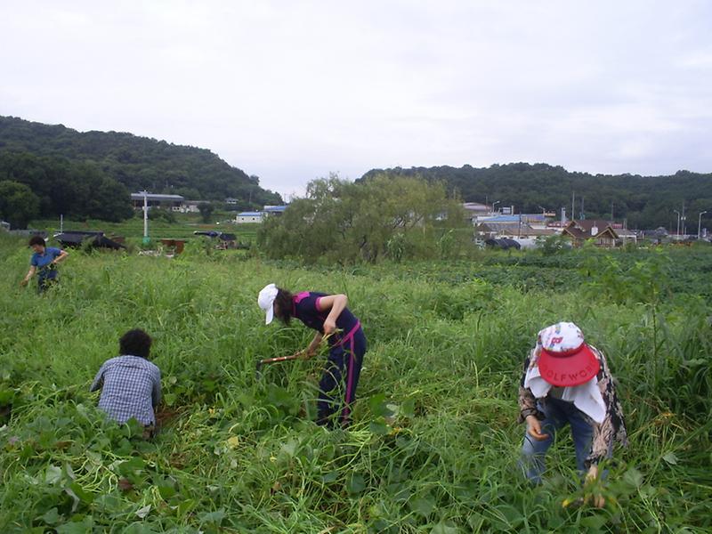 남새밭 잡초제거(1)-2007.8.13(월) 사진
