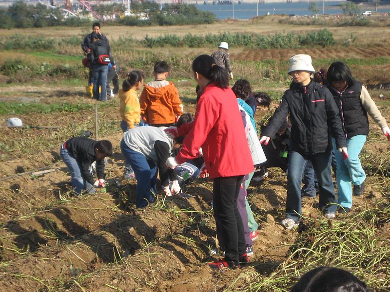 영종도 고구마 캐기 체험학습 사진
