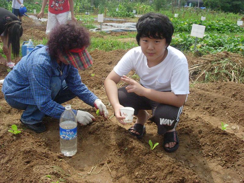 웰빙농장 ''남새밭'' 배추모종 실시(모종물주기) 사진