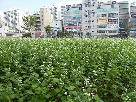 매밀꽃밭 조성 사진