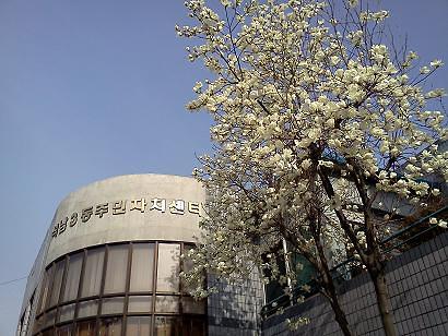 석남3동 주민센터 앞 목련꽃 만개 사진