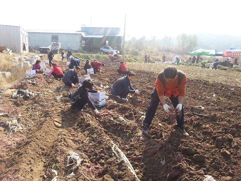 석남2동 자매결연지(익산시 금마면)방문 농촌체험 및 문화유적지 견학 사진