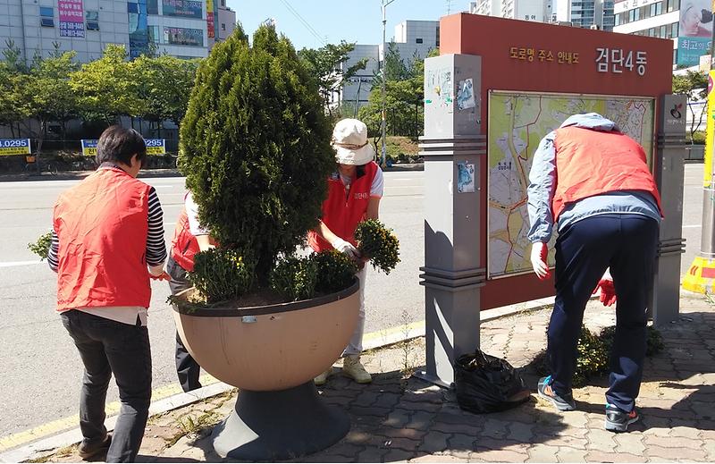 관내 도로화분 국화식재 사진