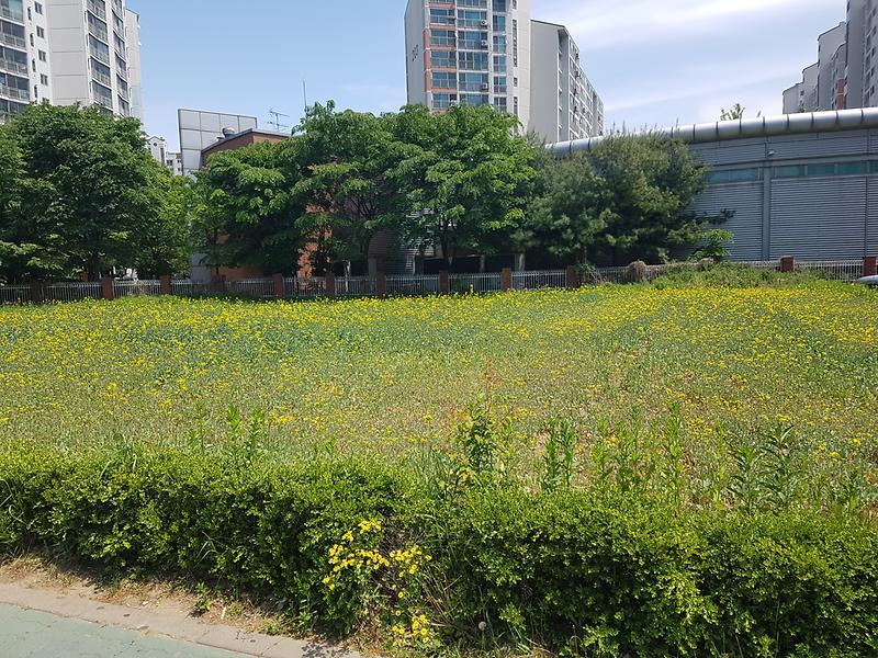 아름다운 유채 꽃밭 개화 사진 사진