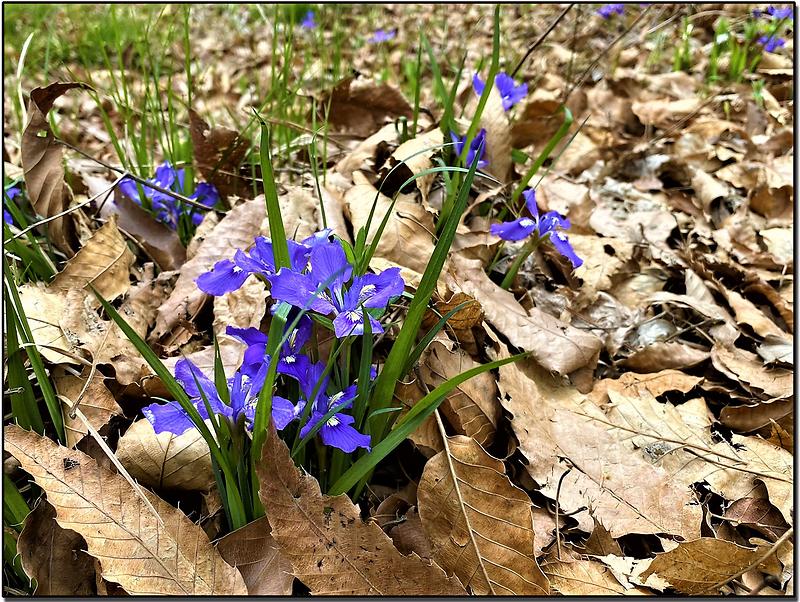 특이하게 세어도는 각시붓꽃이 유난히 많습니다. 이미지