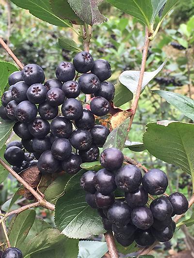 열매1.jpg 이미지