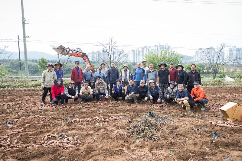 20221016 농촌지도자 서구연합회 고구마 수확 행사 사진