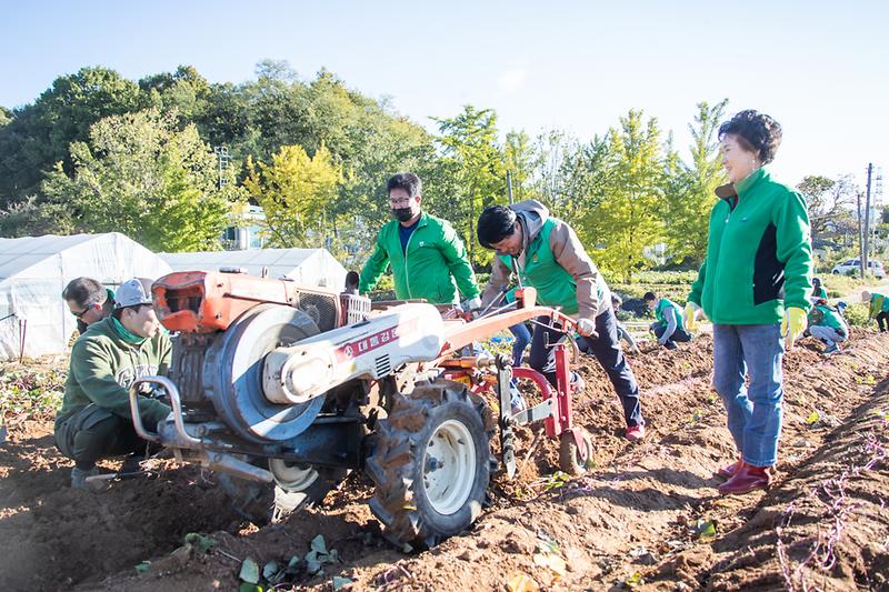 20221017 서구 새마을 고구마 수확 행사 사진