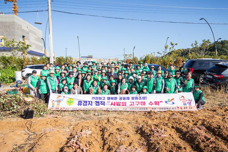 20231017 서구새마을회 고구마 캐기 행사 사진
