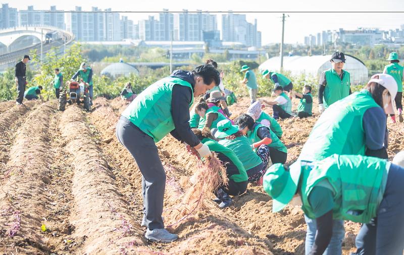 서구_새마을회,_소외계층_돕기위한_사랑의_고구마_나누기(3).jpg 이미지
