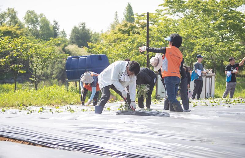 한국중부발전(주)_인천발전본부,_인천사회봉사협의회,_저소득_계층_지원_고구마_심기_행사_개최(1).jpg 이미지