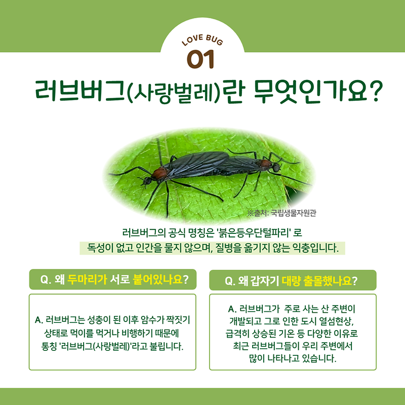 러브버그_안내2.png 이미지