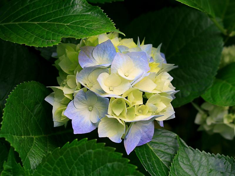 Hydrangeas.jpg 이미지