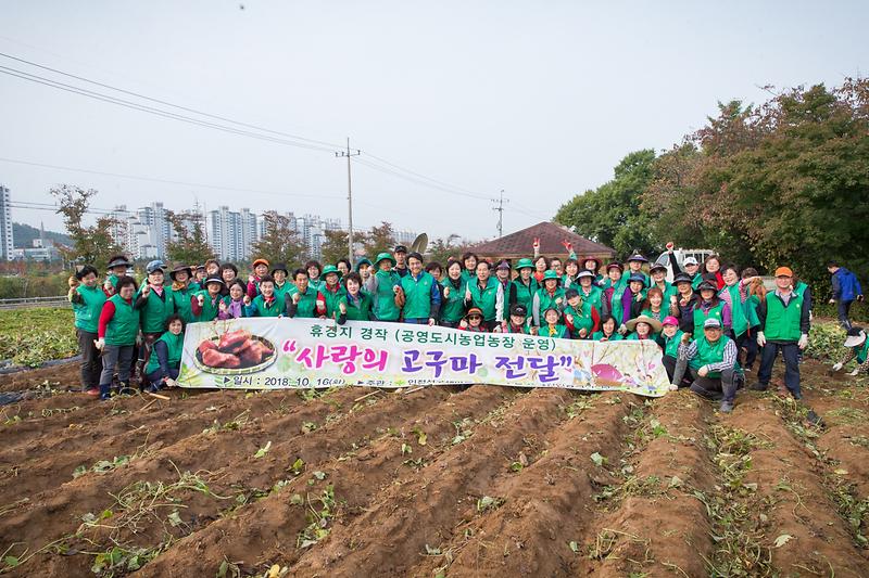 20181016 서구새마을회 고구마캐기 행사_시천동_총무과 사진