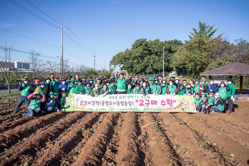 20221017 서구 새마을 고구마 수확 행사 사진