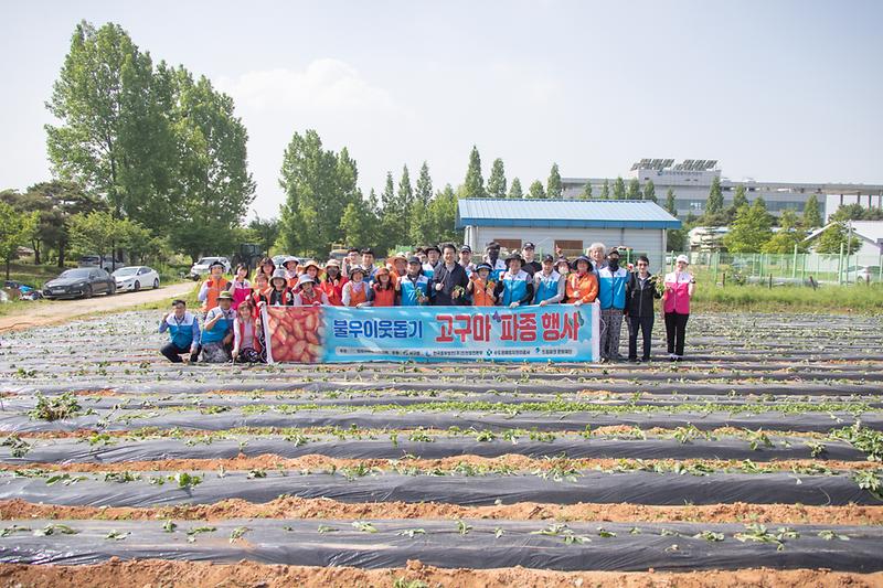 20230523 중부발전 사회봉사협의회 고구마 심기 행사 사진