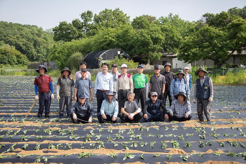 20230526 농촌지도자 서구연합회 고구마 심기 행사 사진