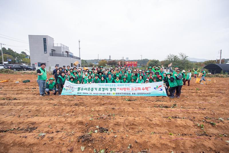 20241018 서구새마을회 사랑의 고구마 수확행사 사진