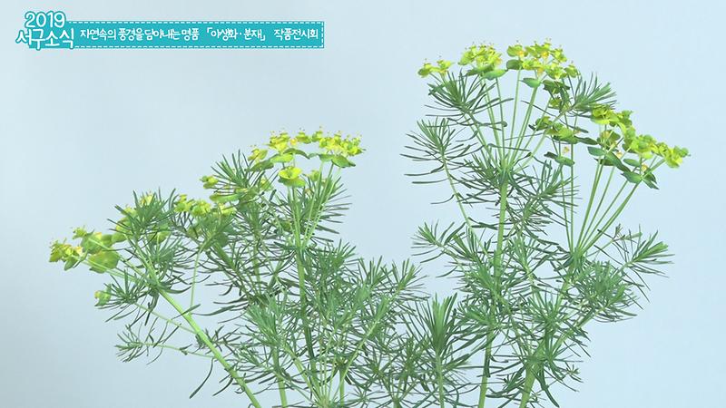 [2019 서구소식 09회] - 자연속의 풍경을 담아내는 명품 「야생화·분재」 작품전시회 사진