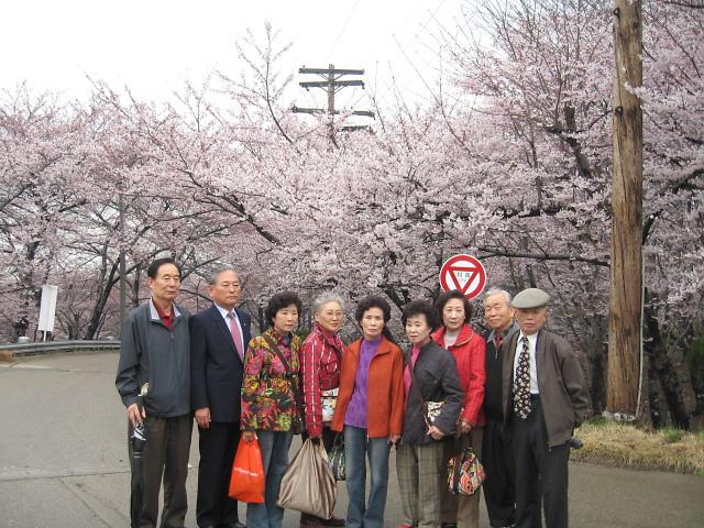 경로당 벚꽃 나들이.jpg 이미지