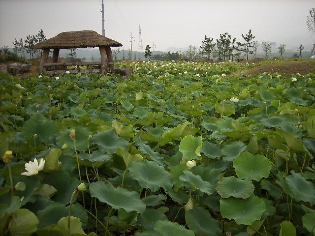 연꽃1.jpg 이미지