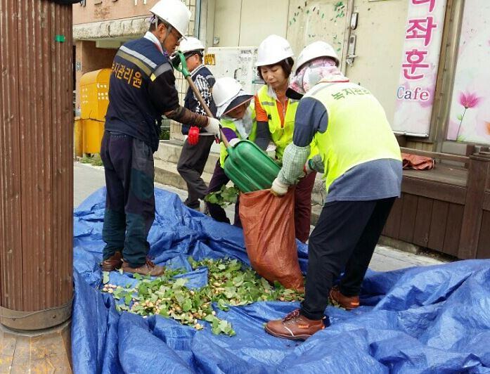 1_서구,_단풍들기_전_은행나무_열매_채취_서두른다.jpg 이미지