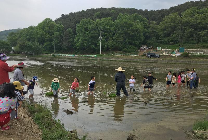 ‘2017년_제1회_황화산골_논학교_체험’_실시__(2).jpg 이미지