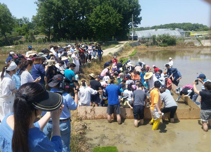 ‘2017년_문화재와_함께하는_모내기체험’성료.jpg 이미지